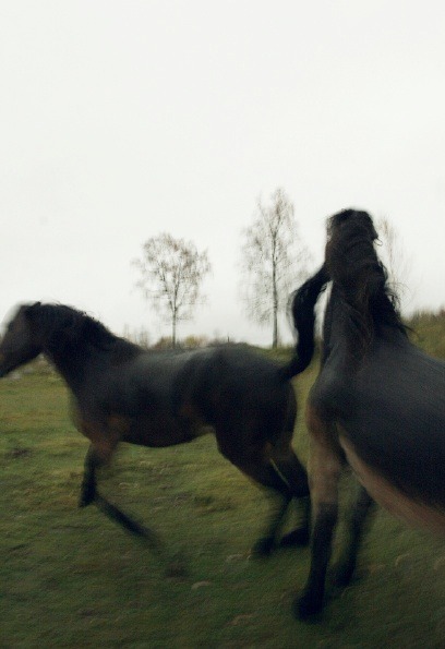 Hästhållningens fotodel från originalsidan